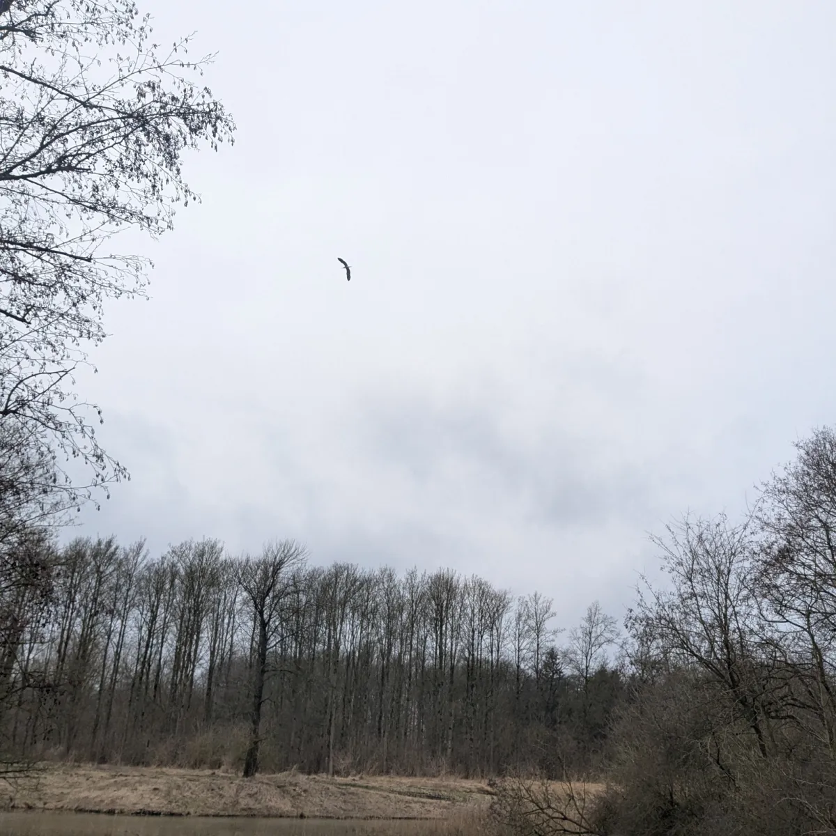 Gespotte Blauwe reiger