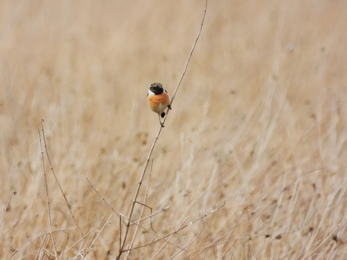 Gespotte Roodborsttapuit