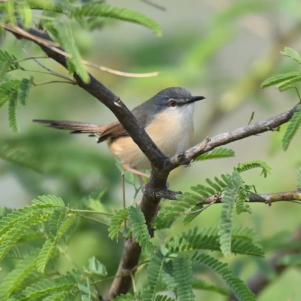 Spotted Ashy Prinia