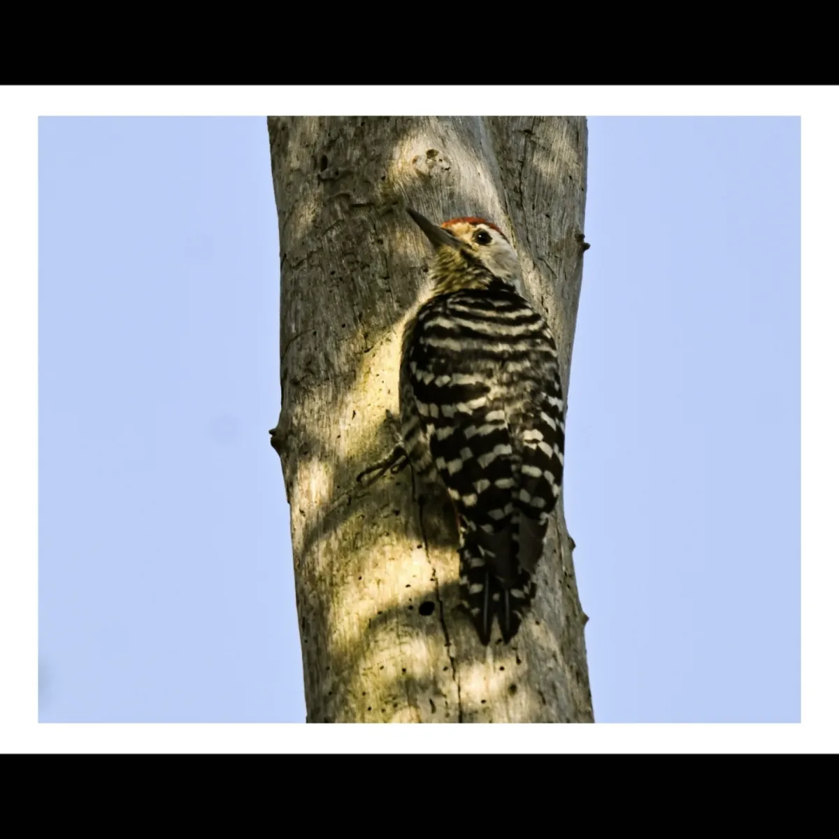Gespotte Spikkelborstspecht
