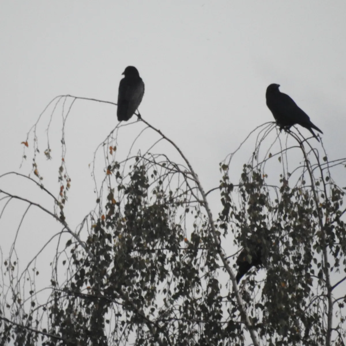 Spotted Carrion Crow