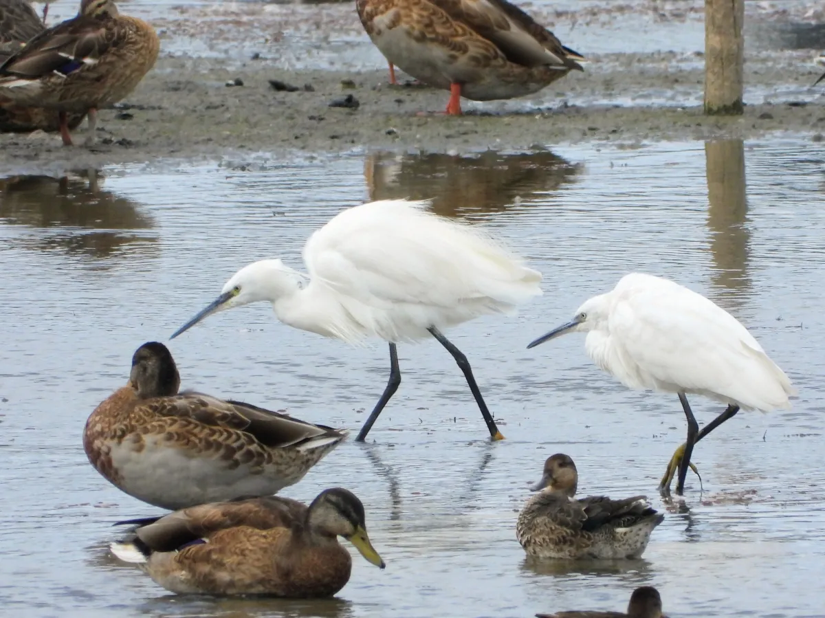 Waargenomen Kleine zilverreiger