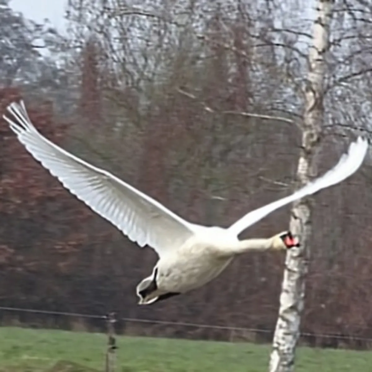 Gespotte Knobbelzwaan