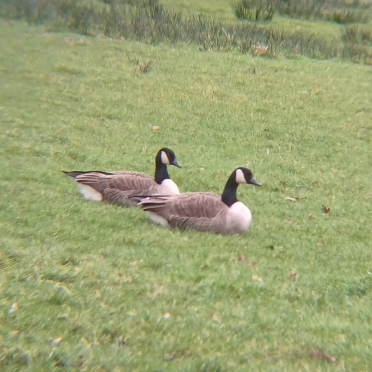 Gespotte Grote Canadese gans