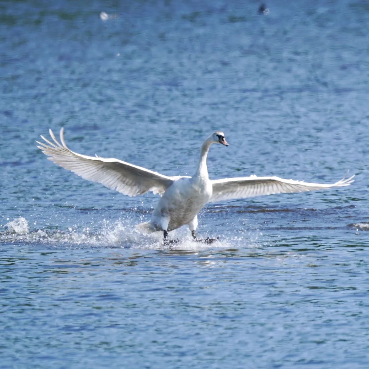 Spotted Mute Swan