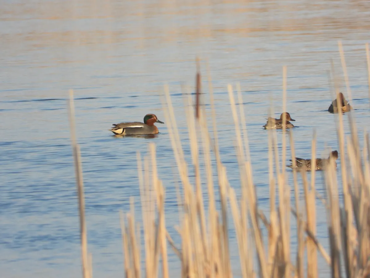 Spotted Green-winged Teal