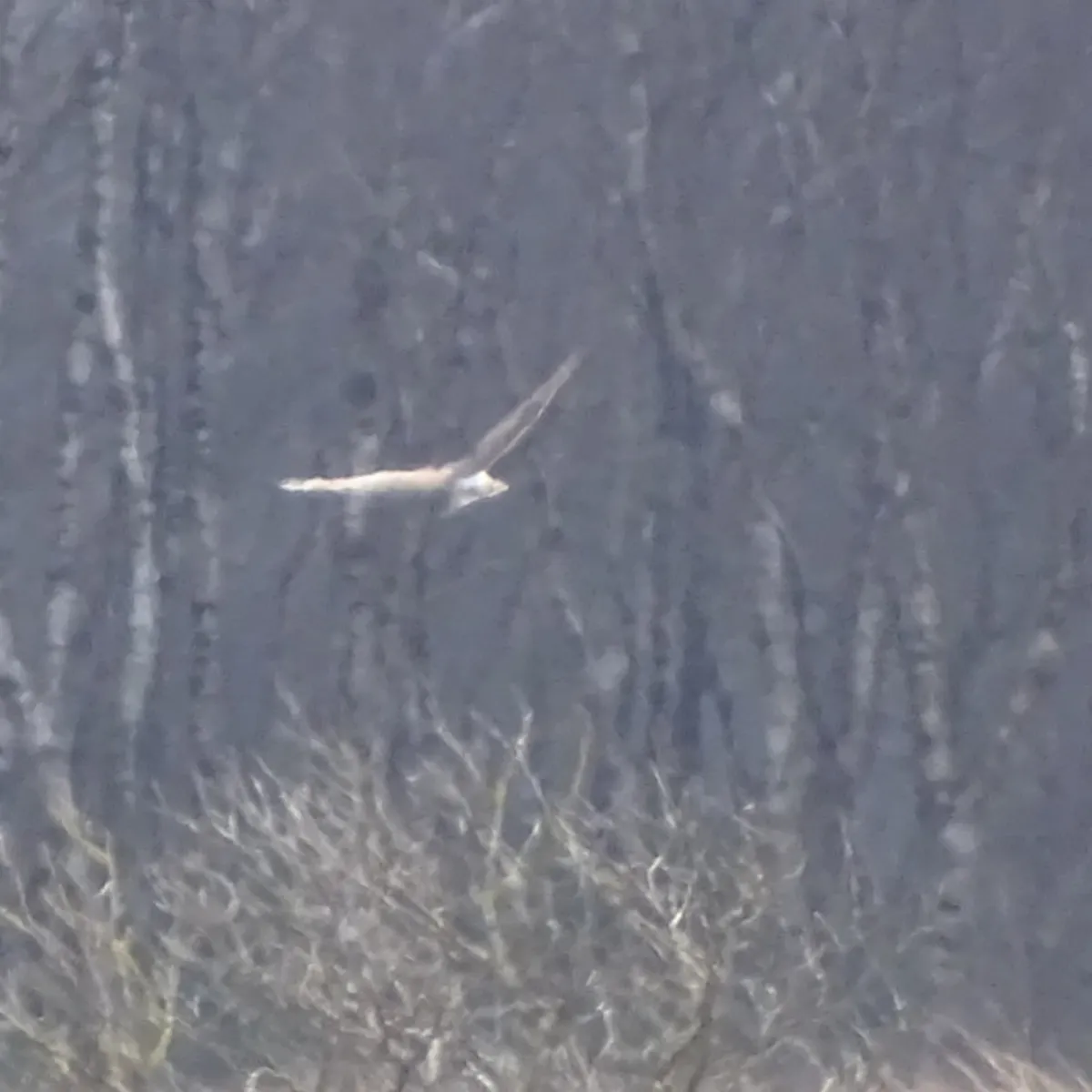 Gespotte Blauwe kiekendief