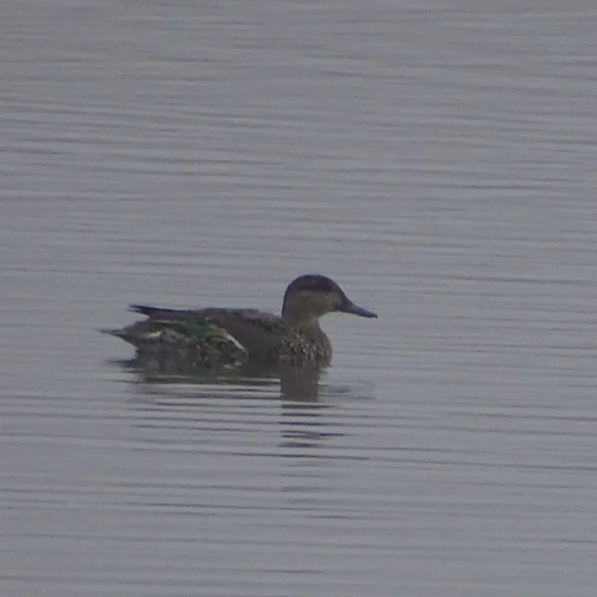 Spotted Green-winged Teal