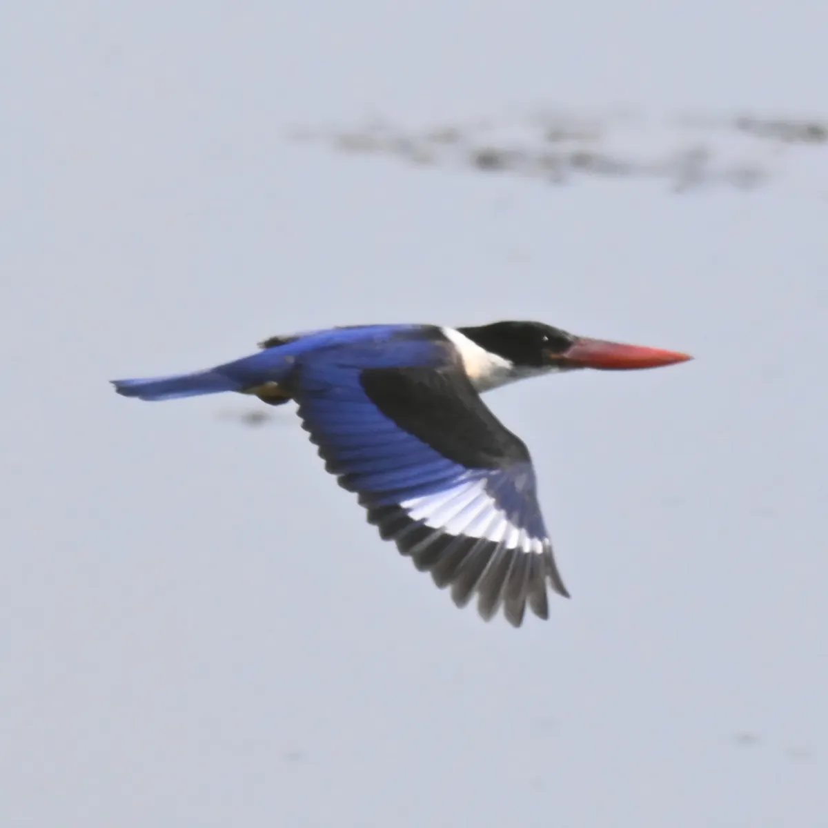 Gespotte Zwartkapijsvogel