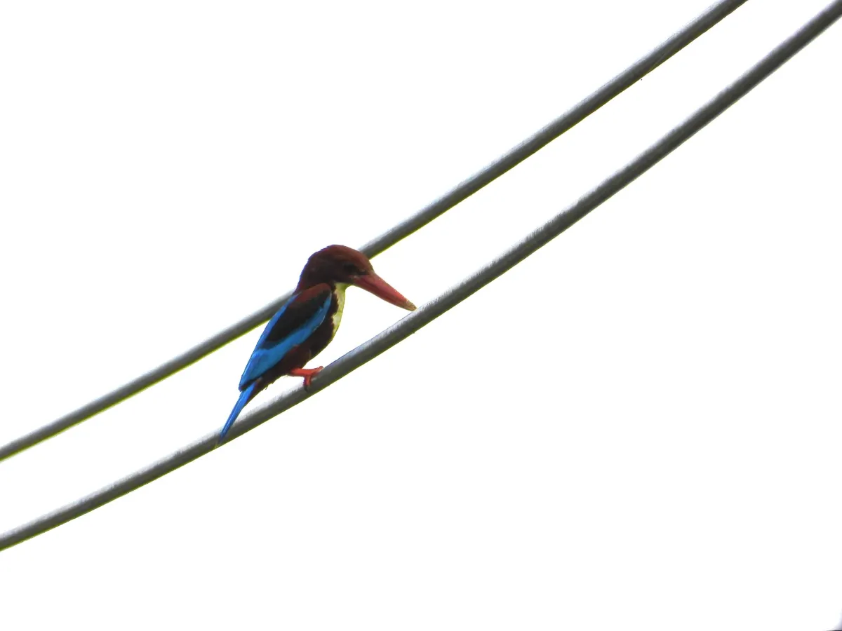 Gespotte Smyrnaijsvogel