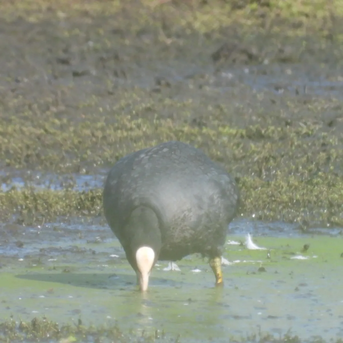 Waargenomen Meerkoet