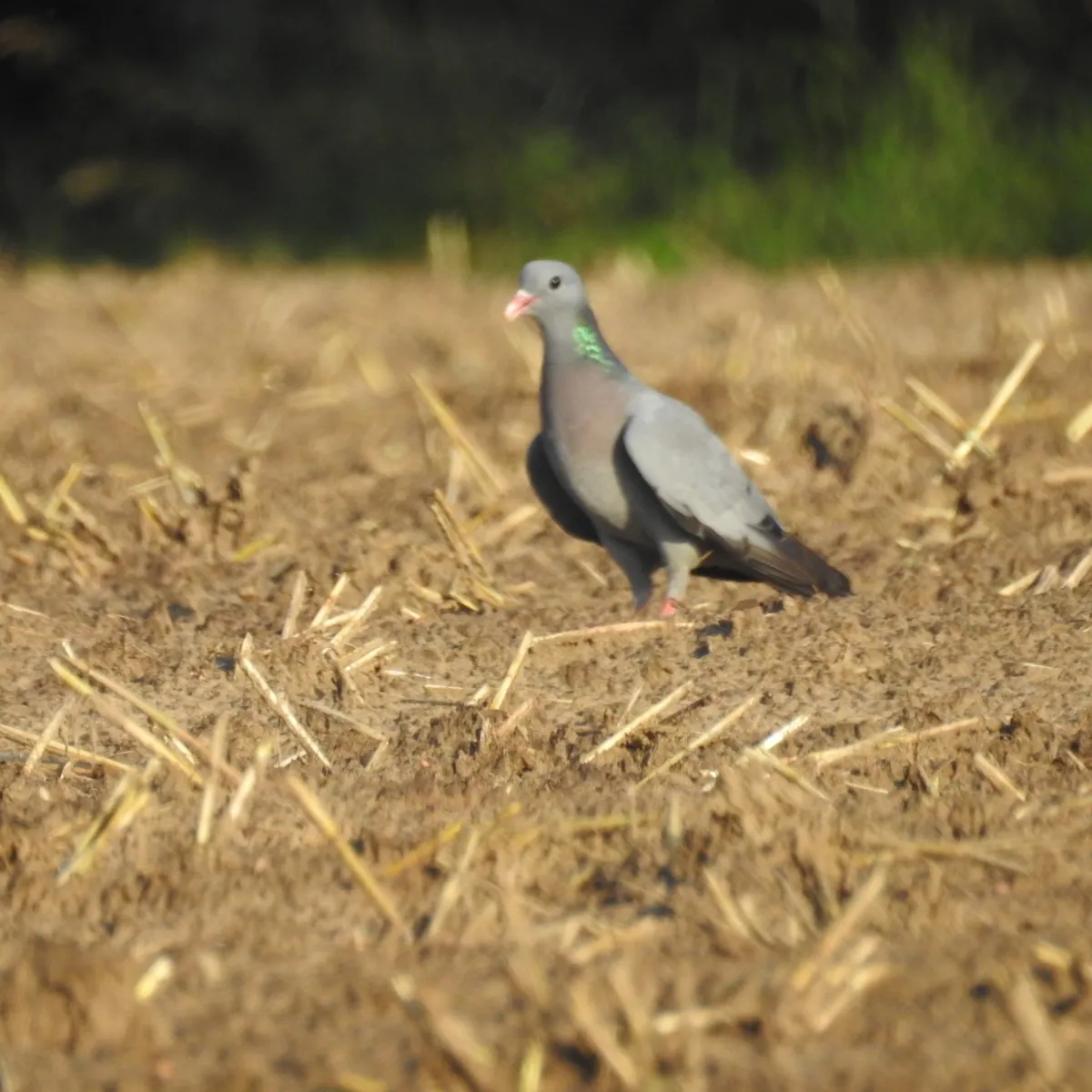 Spotted Stock Dove