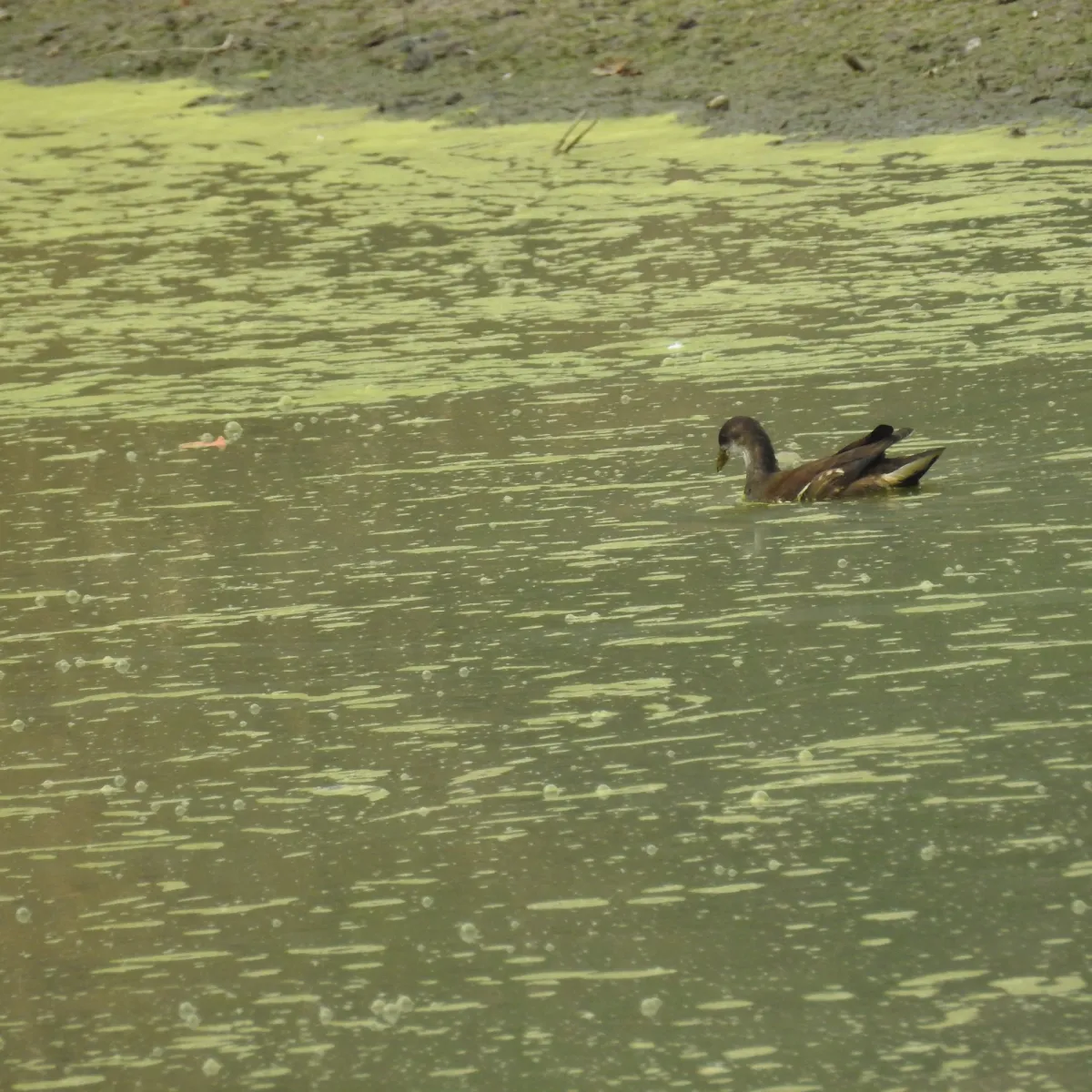 Spotted Eurasian Moorhen