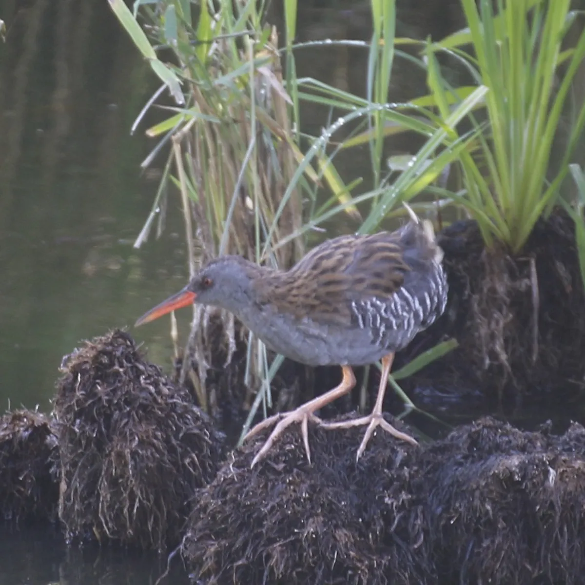 Spotted Water Rail