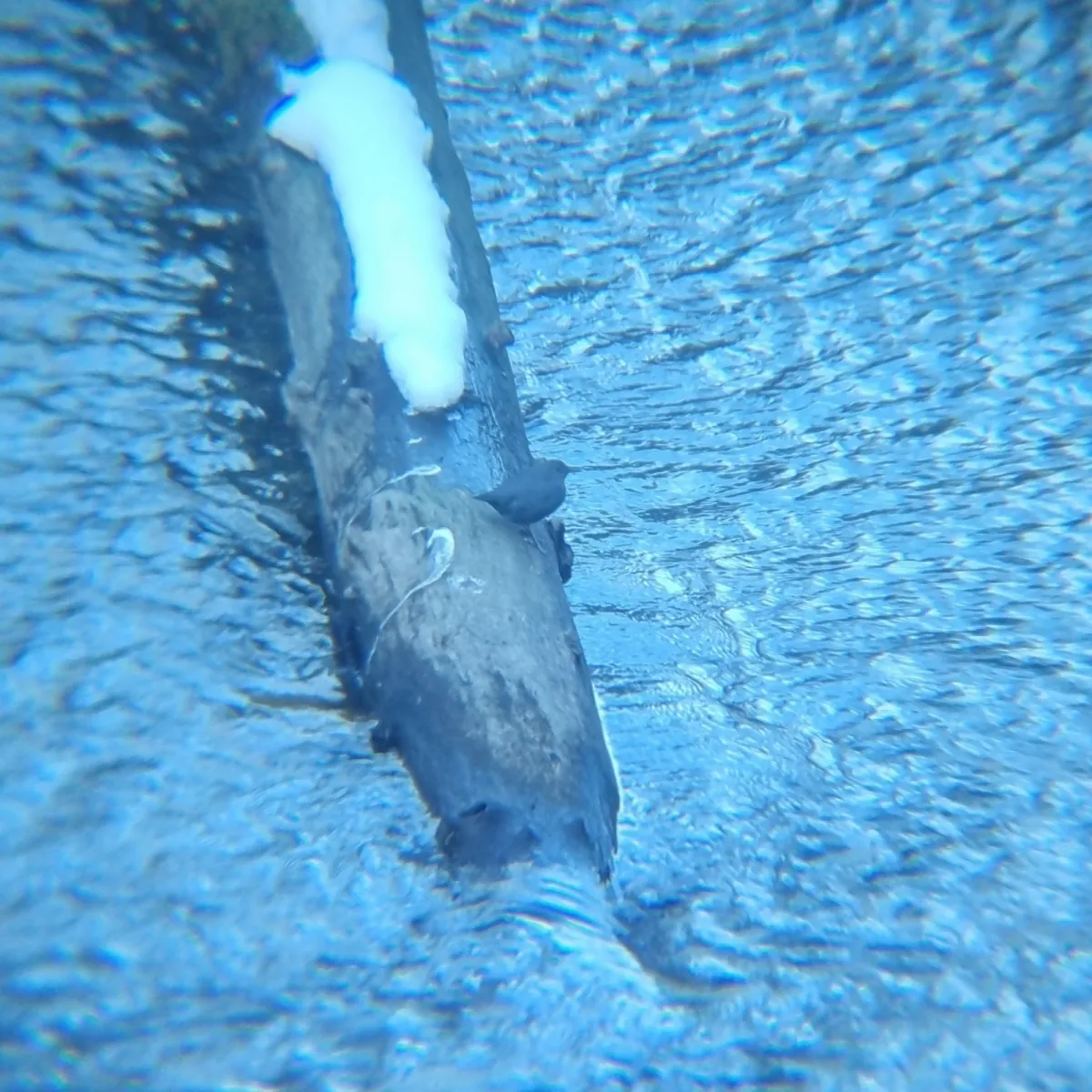 Spotted American Dipper