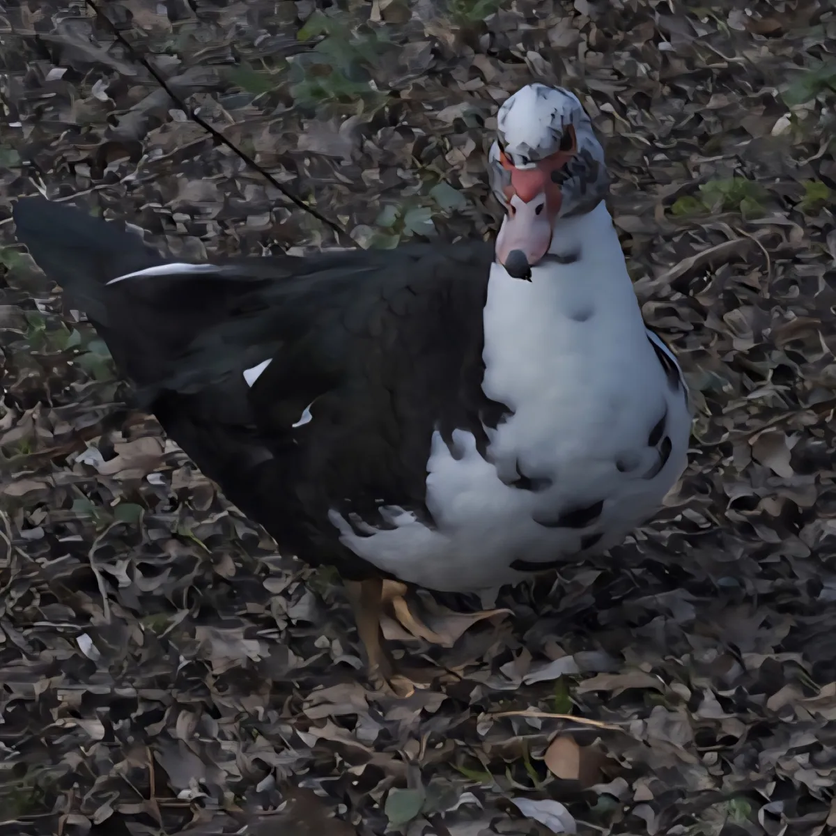 Spotted Muscovy Duck
