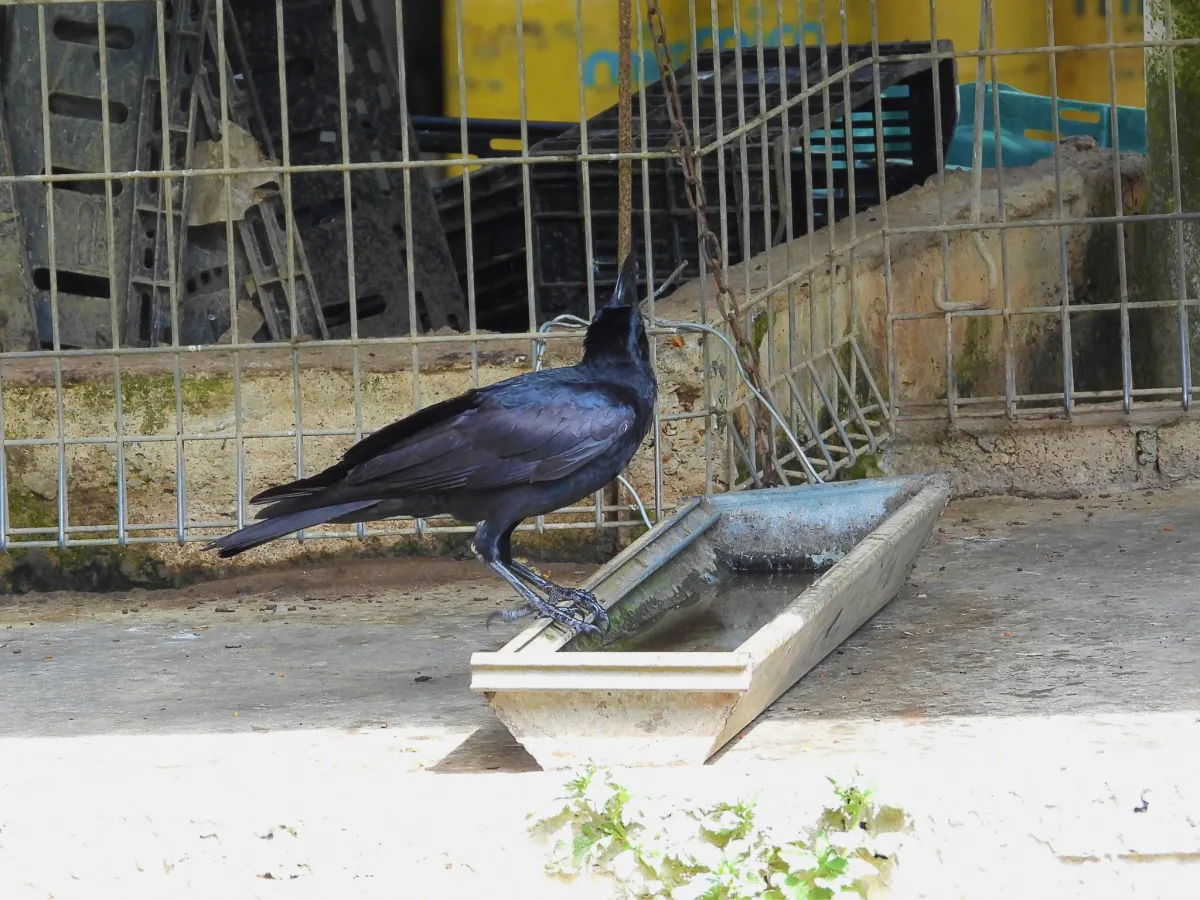 Gespotte Dikbekkraai