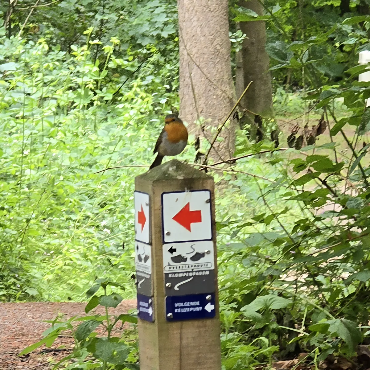 Waargenomen Roodborst