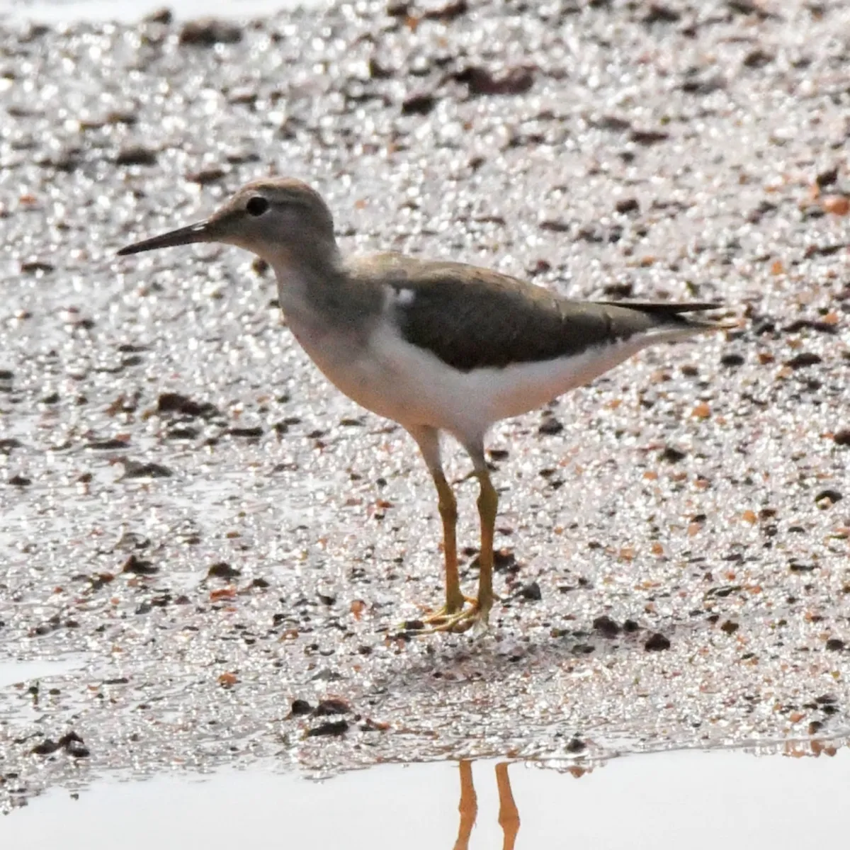 Spotted Spotted Sandpiper