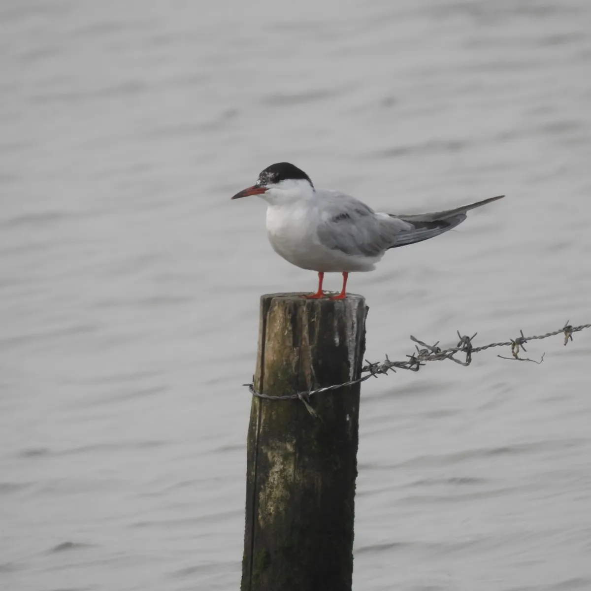 Spotted Common Tern