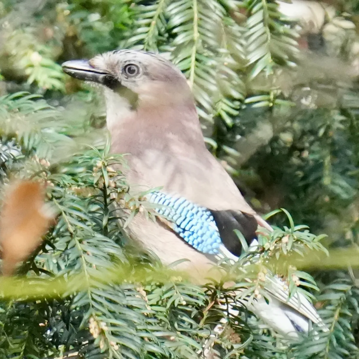 Spotted Eurasian Jay