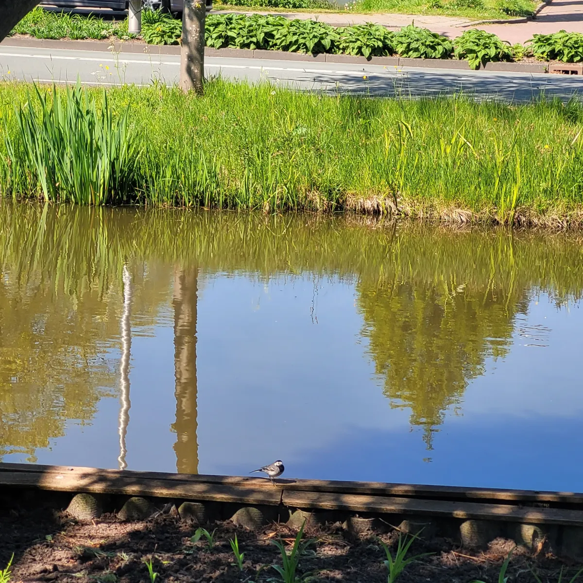 Gespotte Witte kwikstaart