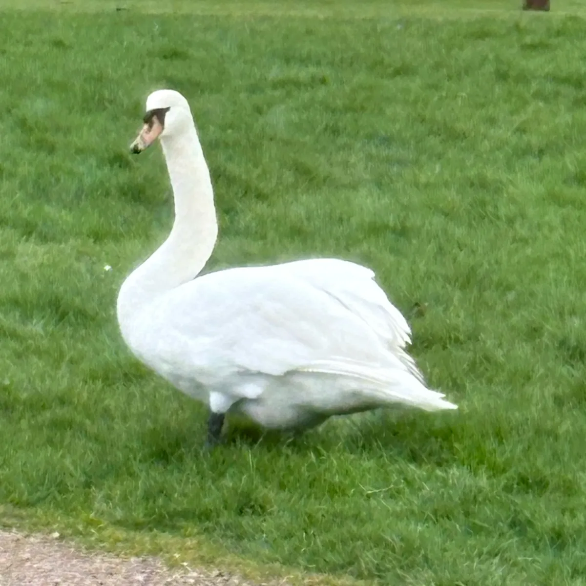Spotted Mute Swan