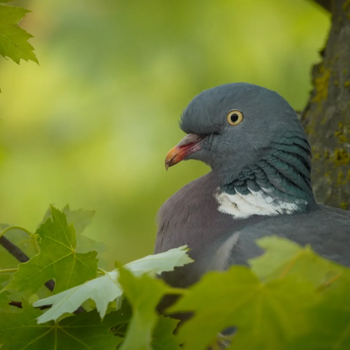 Spotted Common Wood-Pigeon