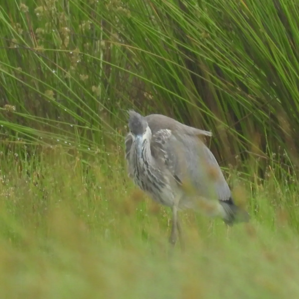 Spotted Gray Heron