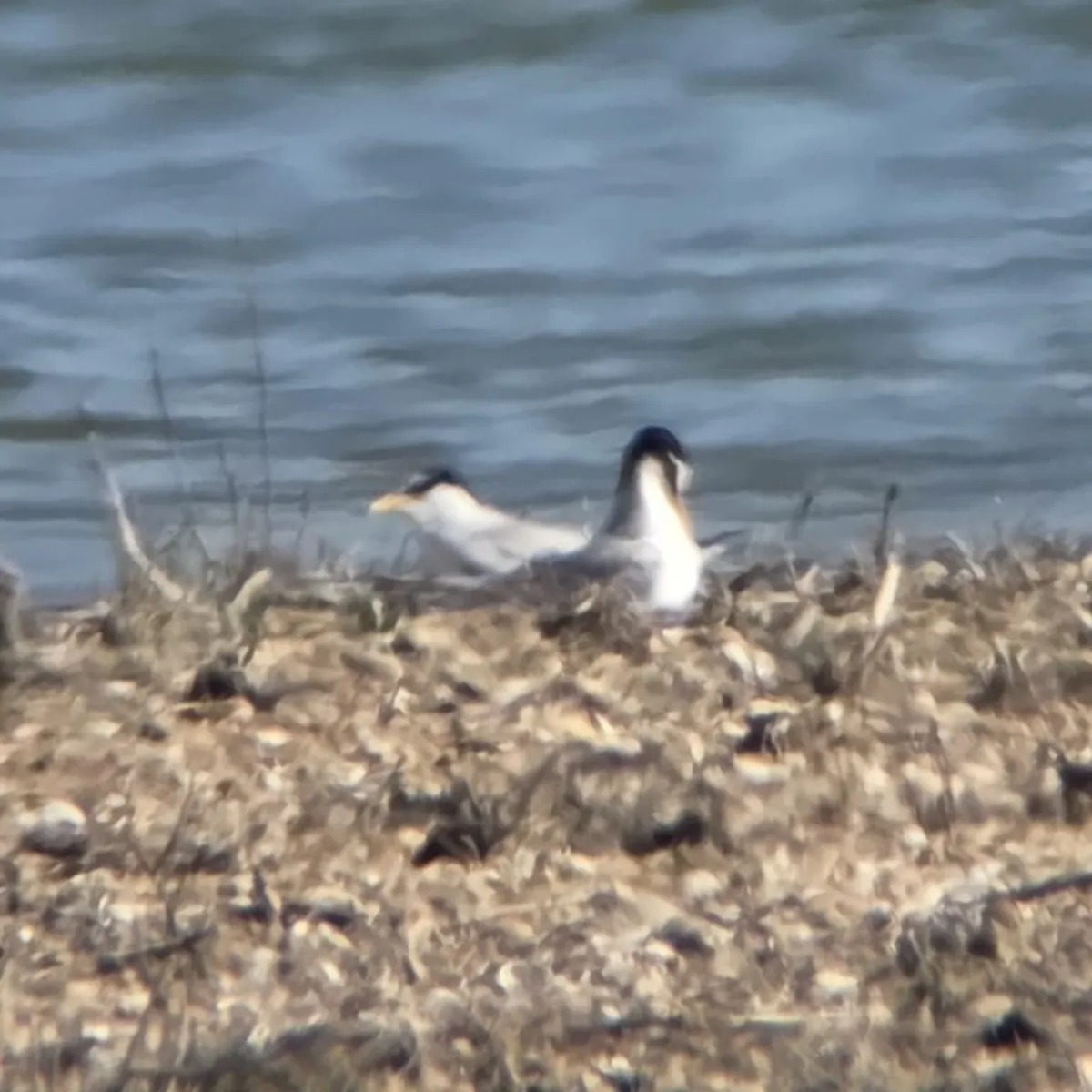 Spotted Little Tern