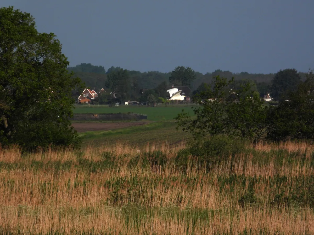 Waargenomen Grote zilverreiger