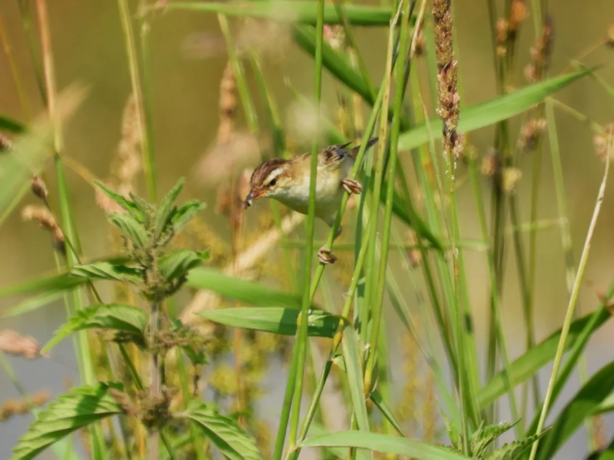 Spotted Sedge Warbler