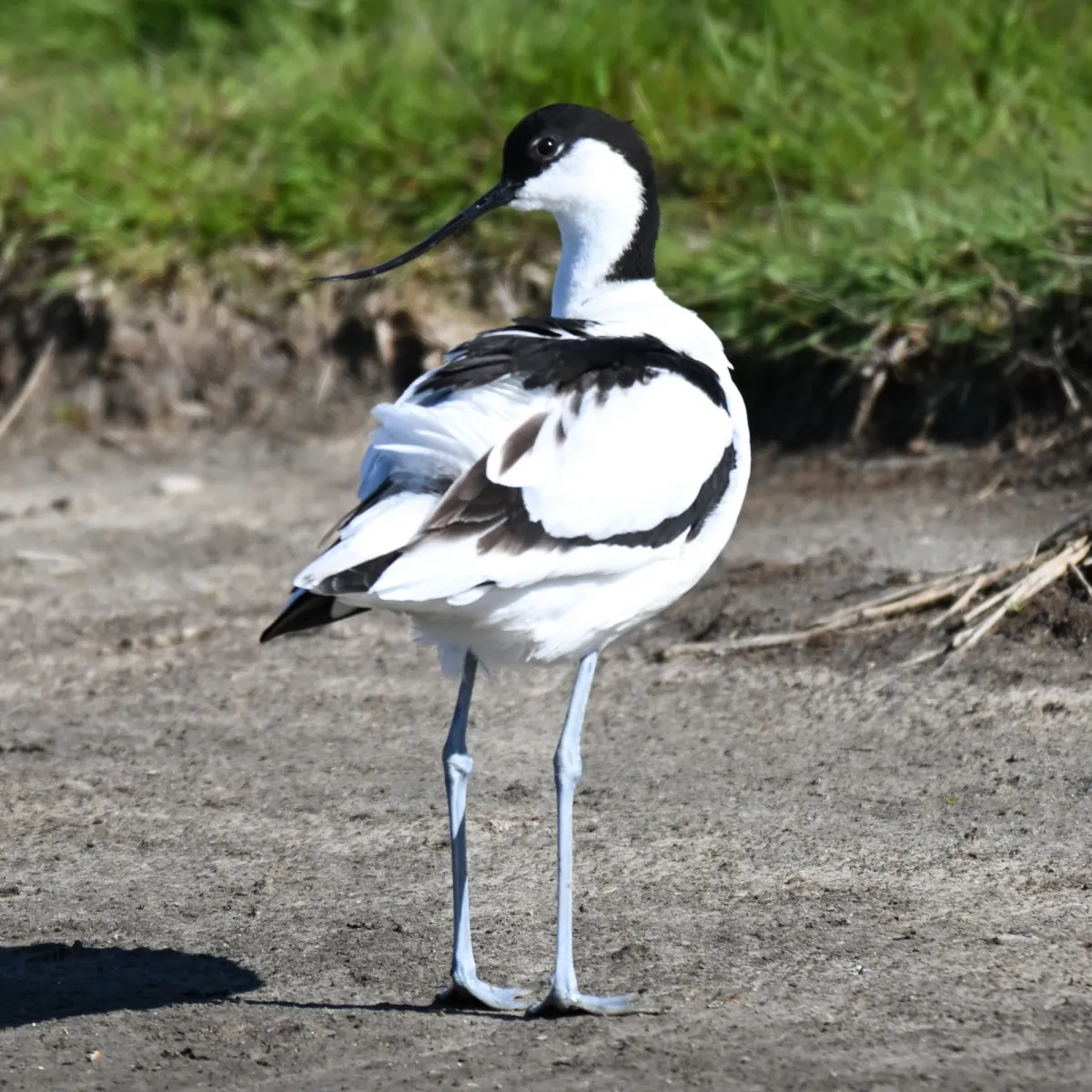 Spotted Pied Avocet