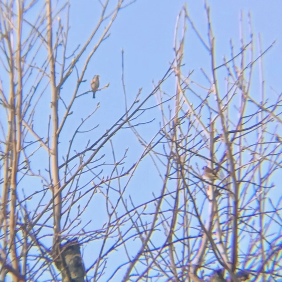 Spotted European Goldfinch