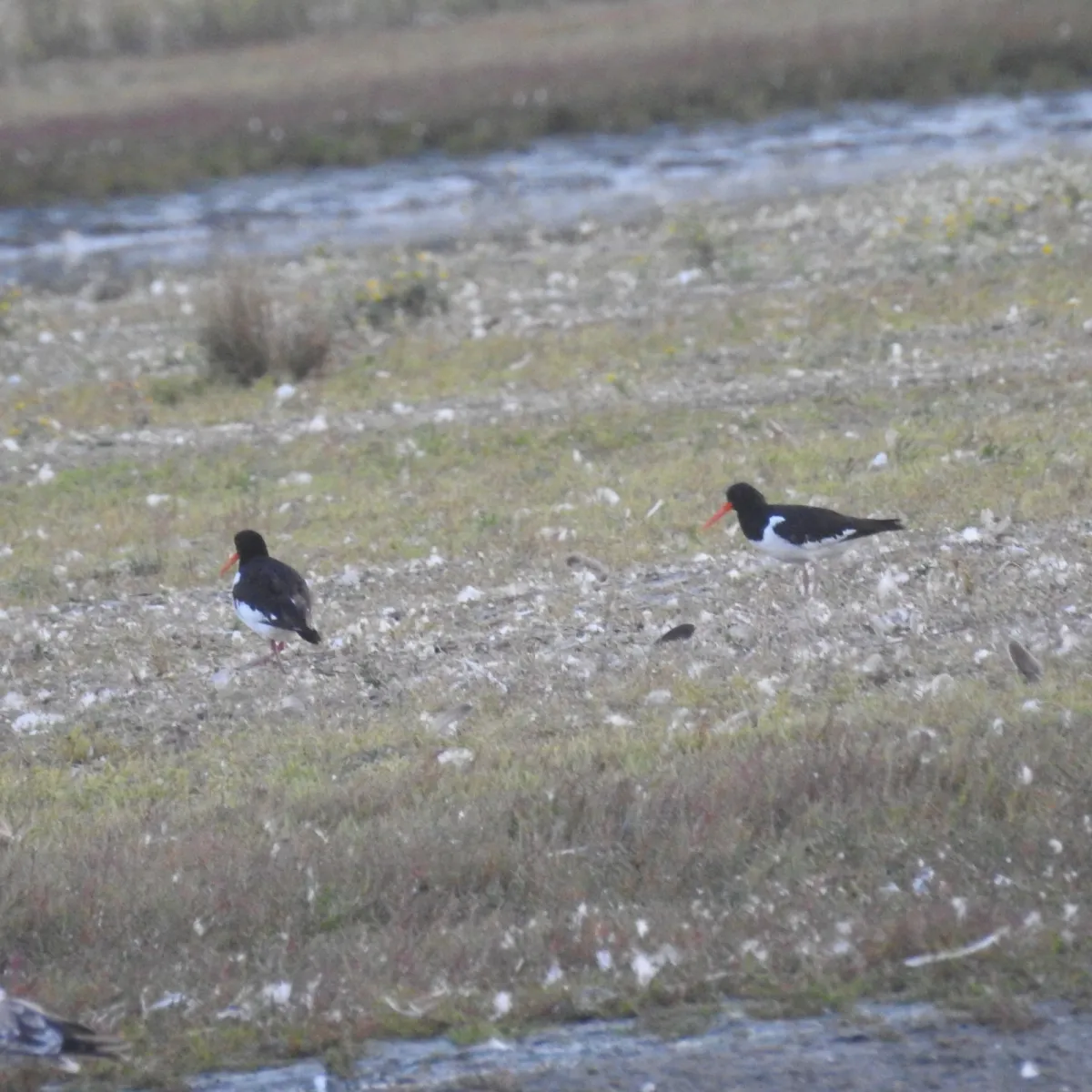 Spotted Eurasian Oystercatcher