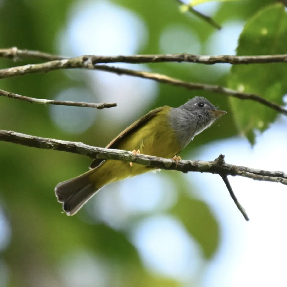 Spotted Gray-headed Canary-Flycatcher