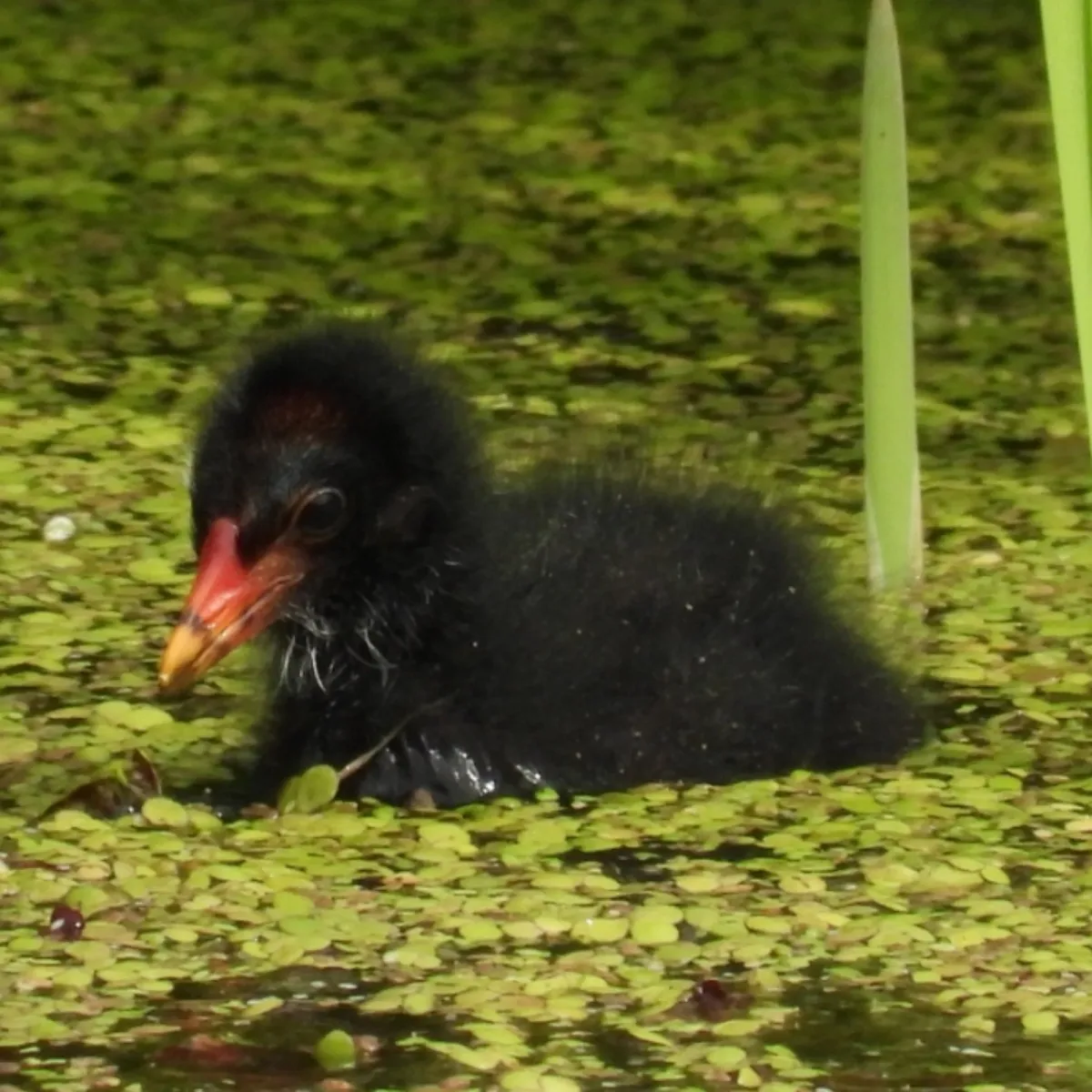 Spotted Eurasian Moorhen