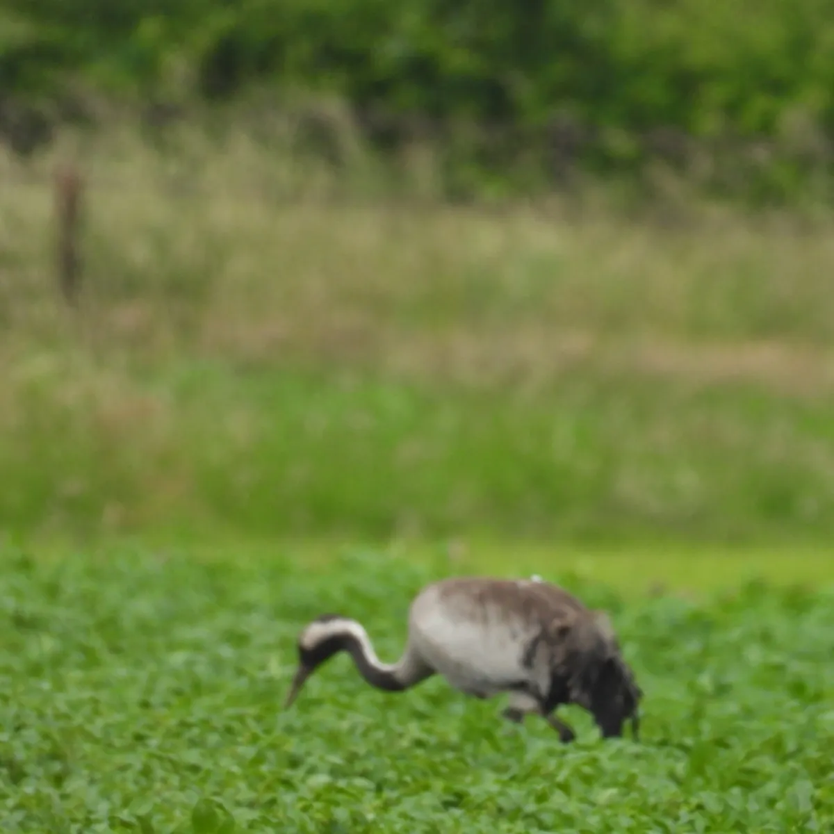 Spotted Common Crane