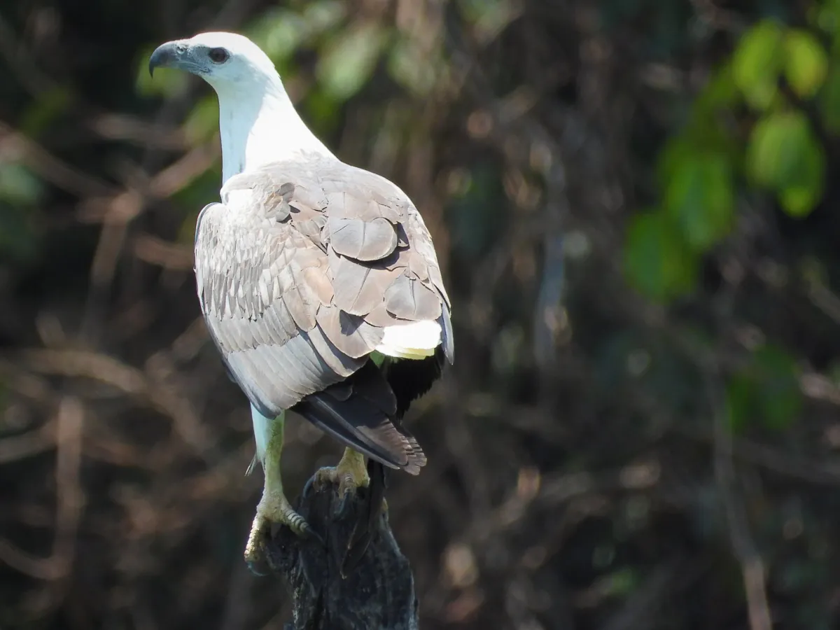 Gespotte Witbuikzeearend