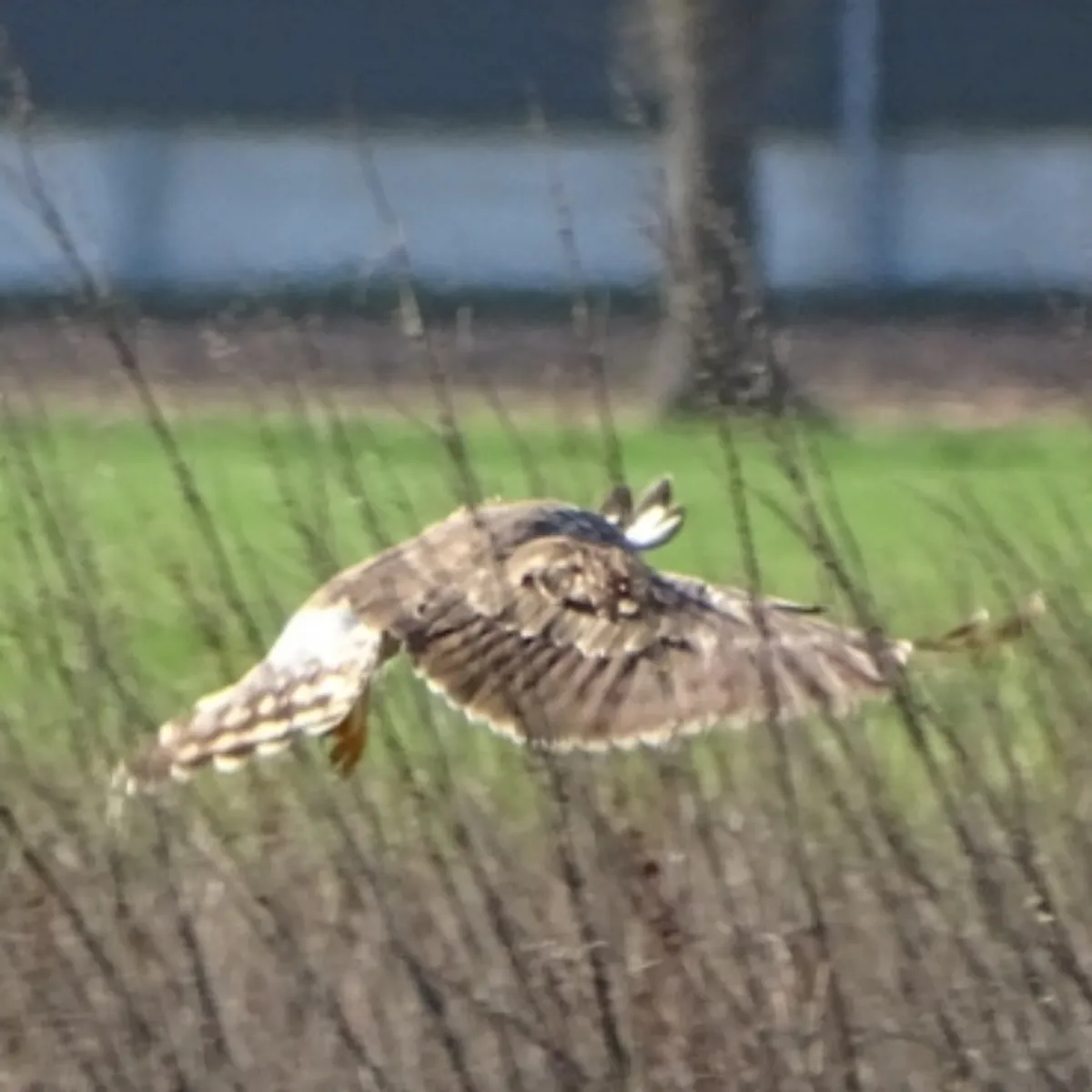 Gespotte Blauwe kiekendief