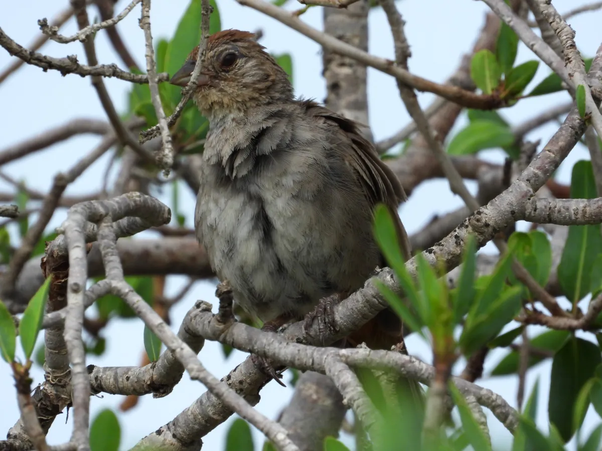 Spotted California Towhee