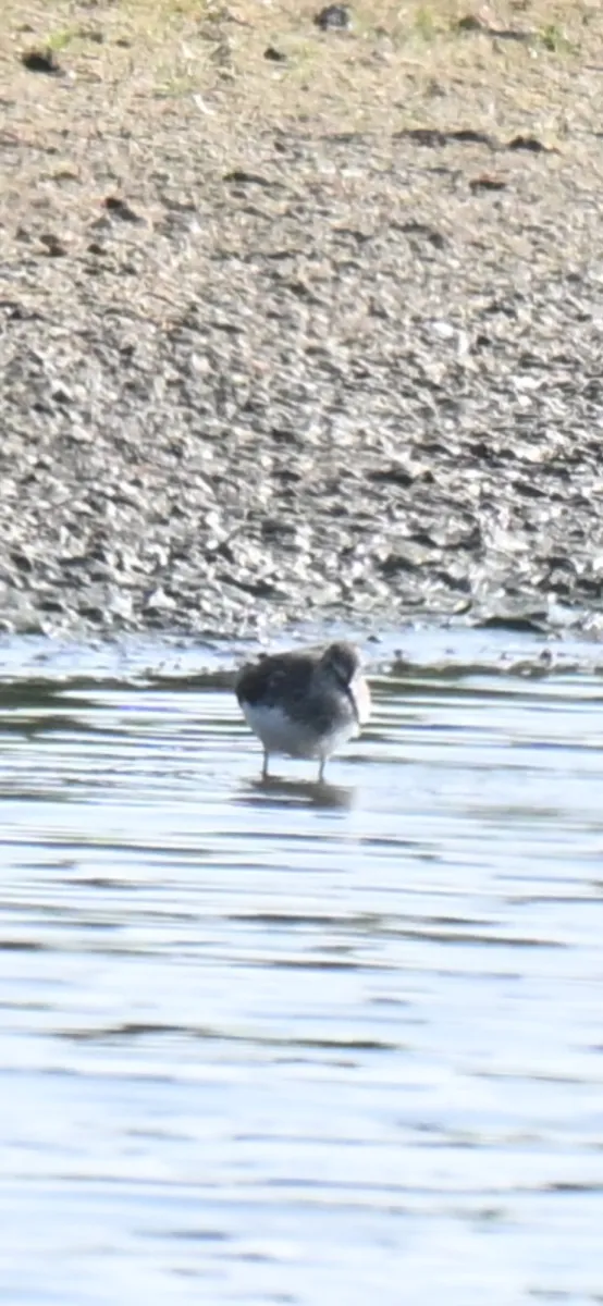 Spotted Green Sandpiper