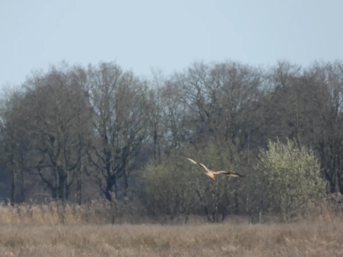 Spotted Red Kite