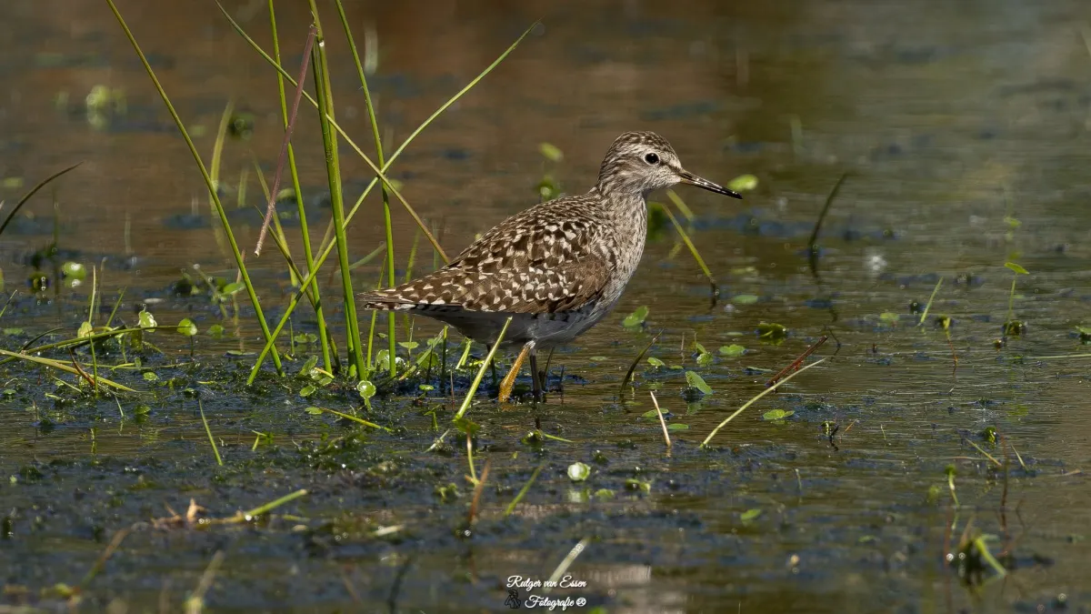 Spotted Wood Sandpiper