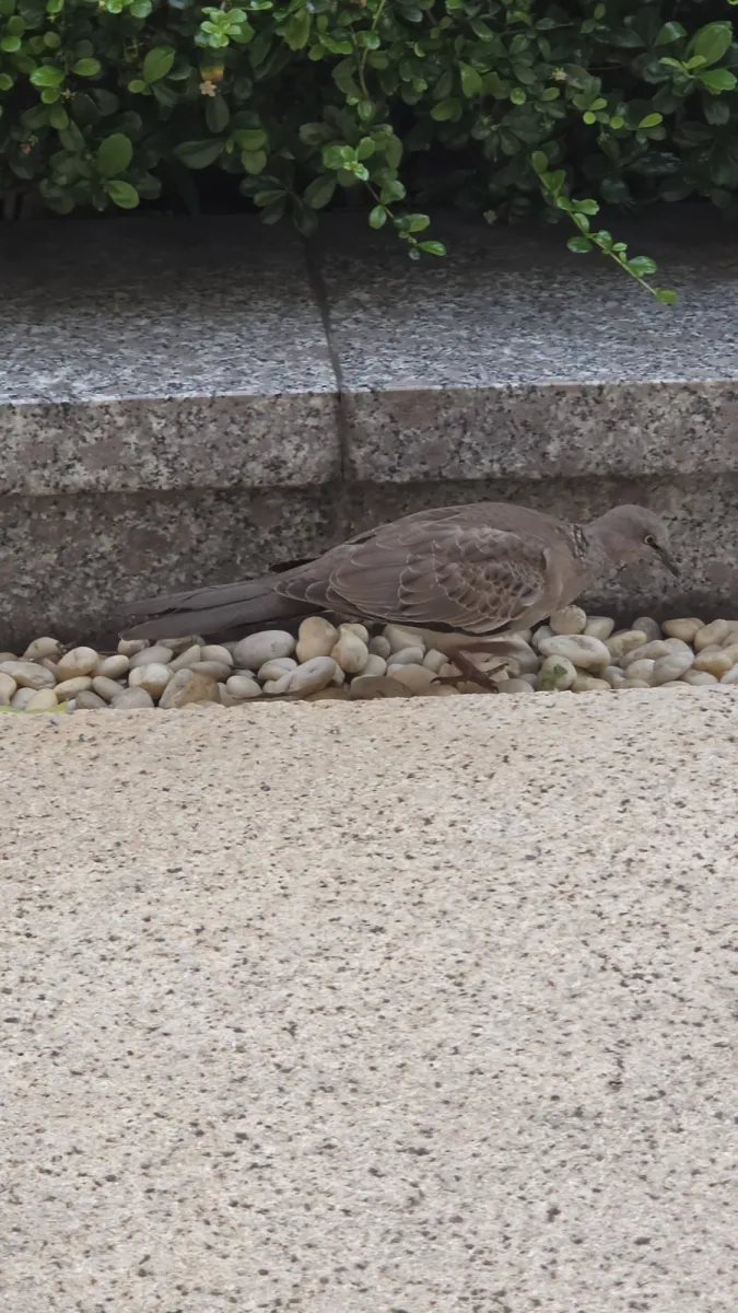 Gespotte Parelhalstortel