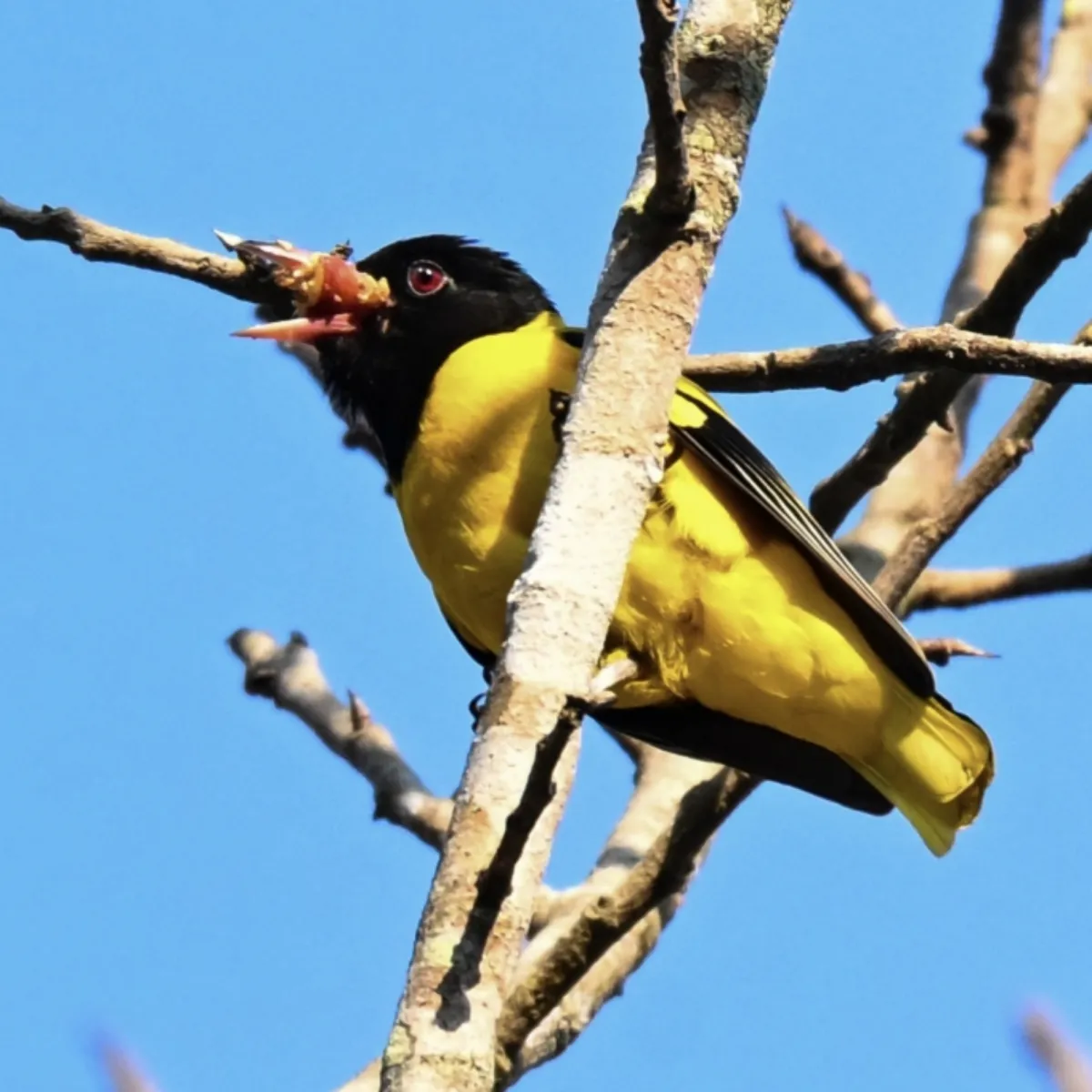 Gespotte Zwartkopwielewaal