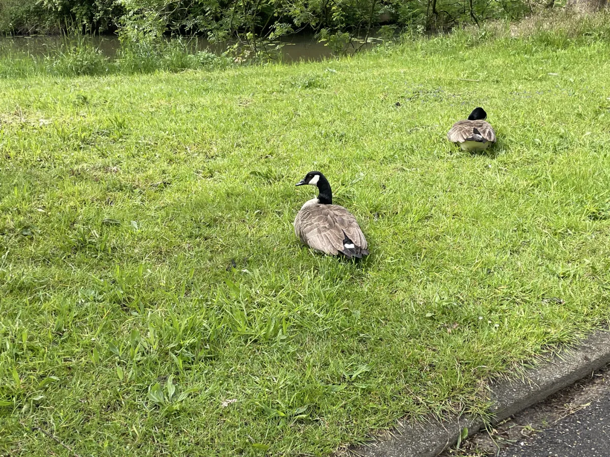 Waargenomen Grote Canadese gans
