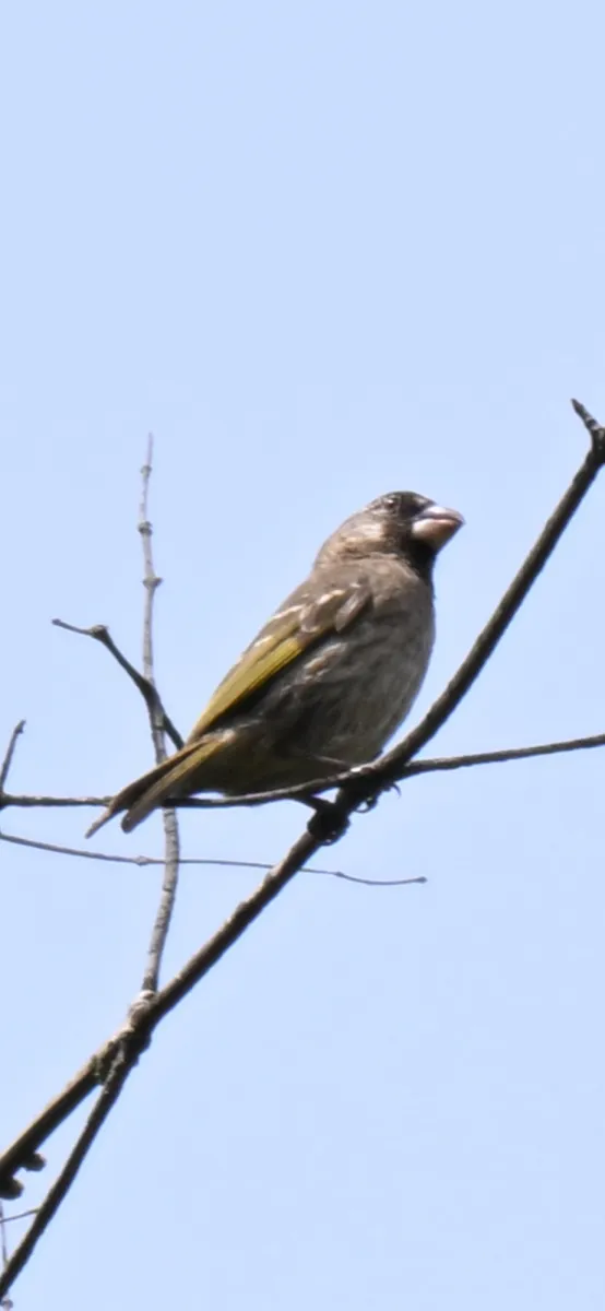 Waargenomen Bergkanarie