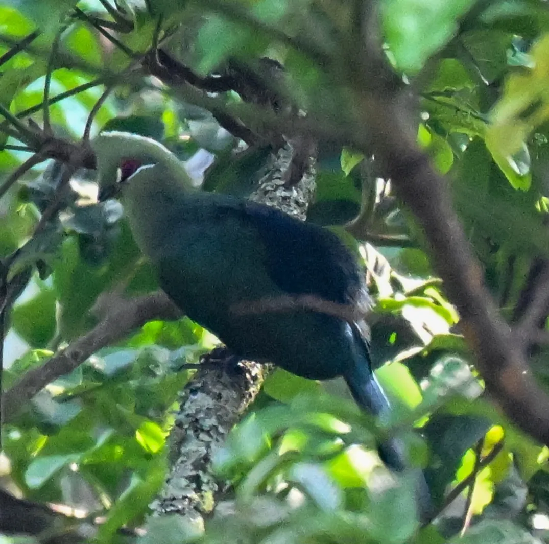Spotted Black-billed Turaco