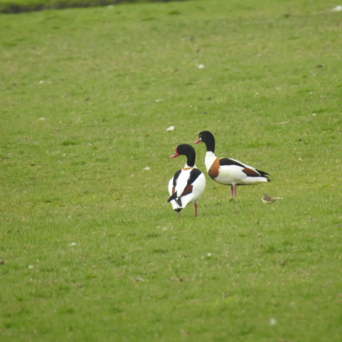Spotted Common Shelduck